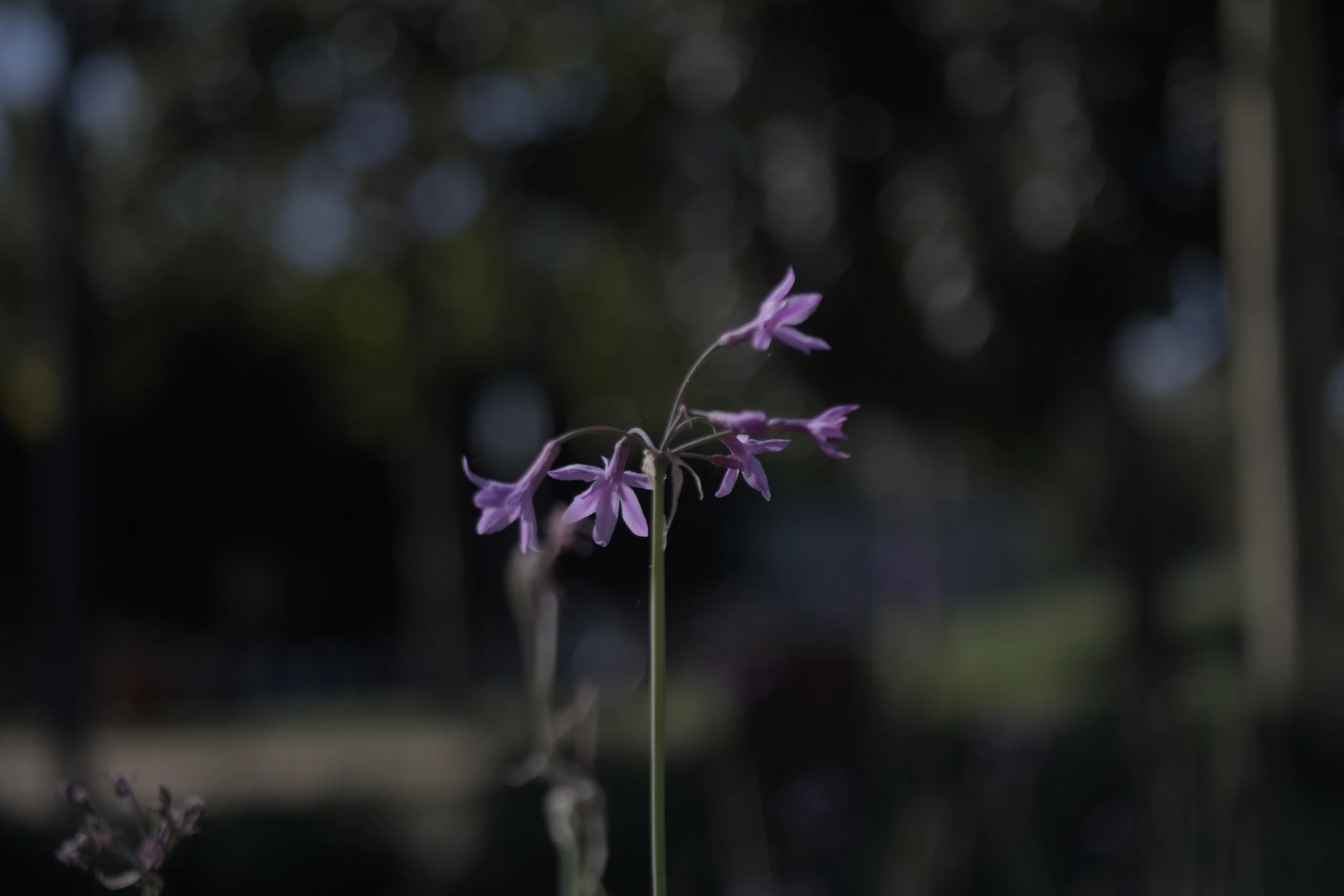 Industar-50-2 50mm f3.5 (M42) - _I4A2447.webp